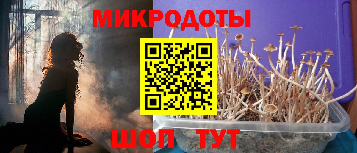 Псилоцибиновые грибы Cubensis Обь